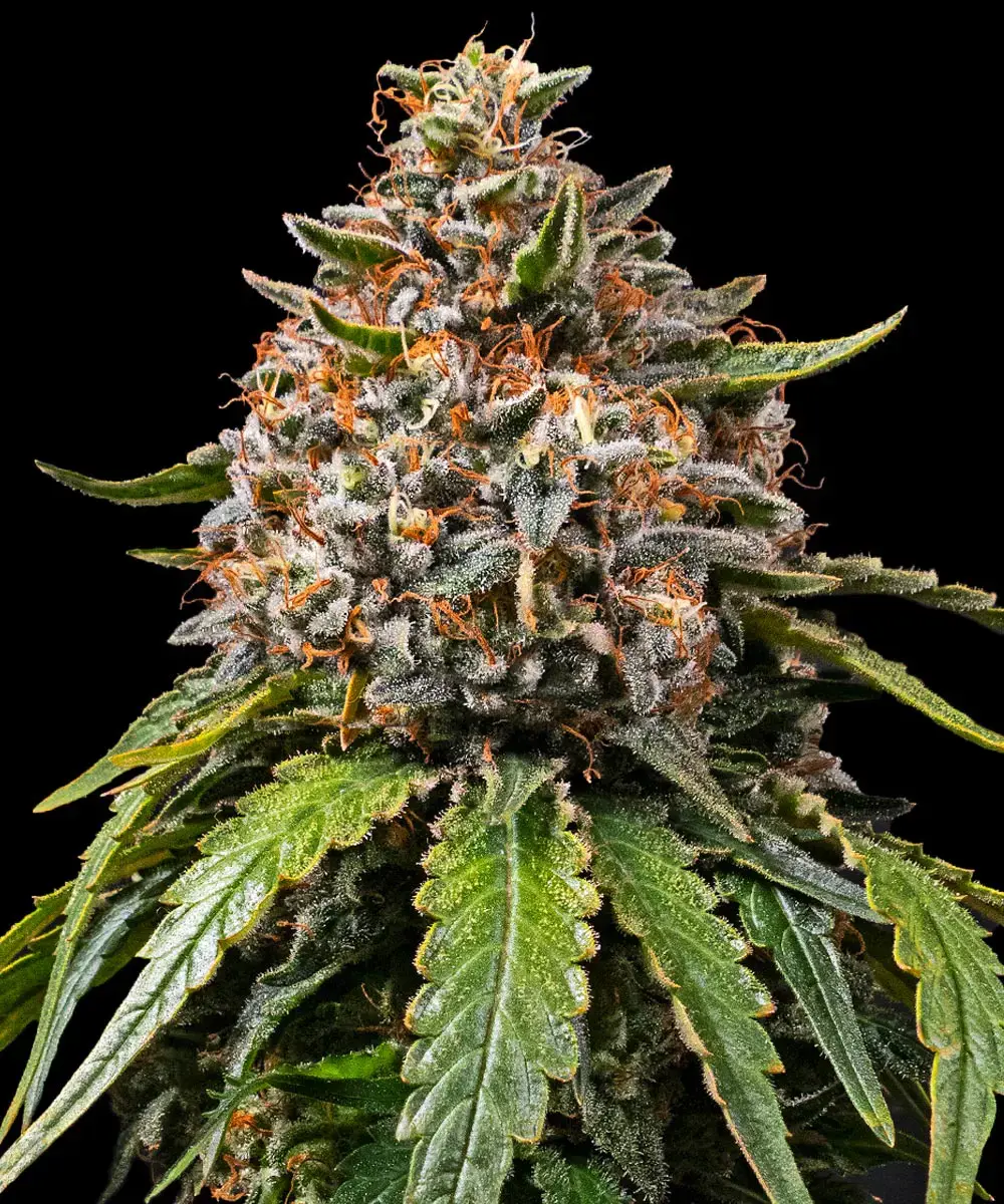 BARNEY'S FARM - White Widow xxl - fem 