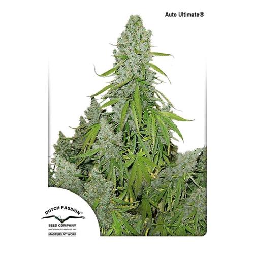 DUTCH PASSION - The Ultimate - (auto)