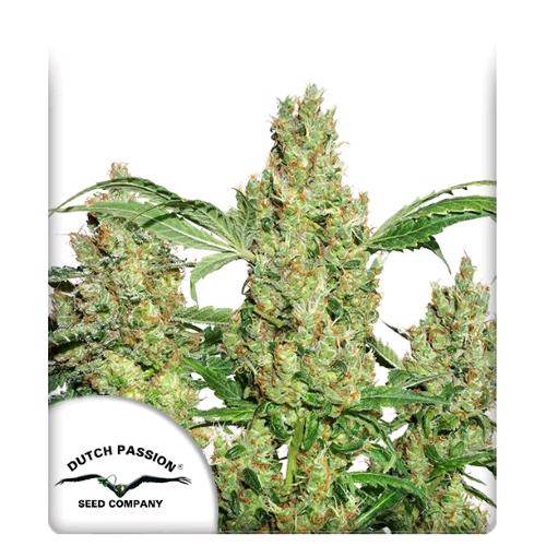 DUTCH PASSION - Power plant - (Auto)