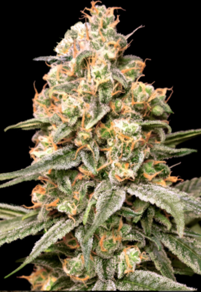 ADVANCED SEEDS - Apple Fritter - auto 