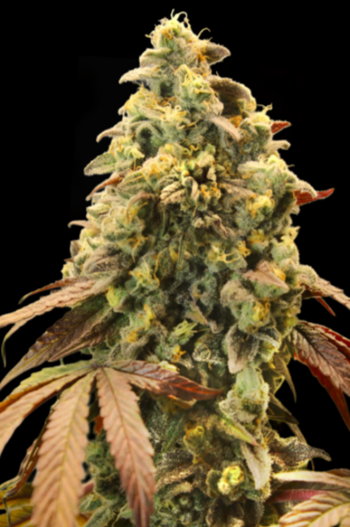 ADVANCED SEEDS - Rainbow sherbet #11 - autofiorente 