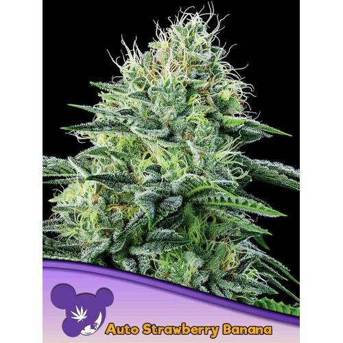 ANESIA SEEDS - Auto Strawberry Banana - auto 