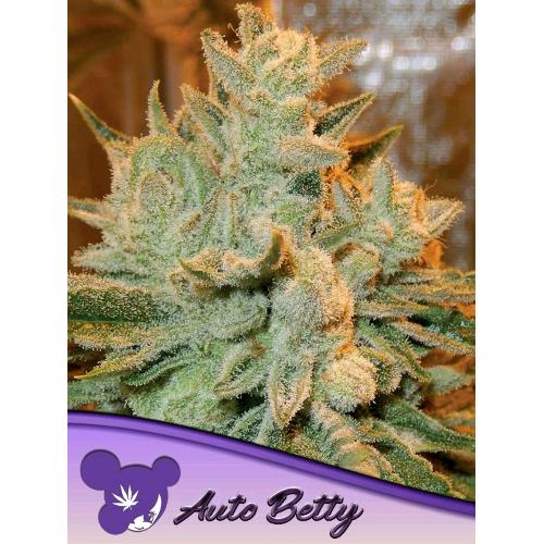 ANESIA SEEDS - Auto Betty - auto 