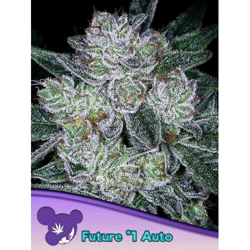 ANESIA SEEDS - Future # 1 - auto 