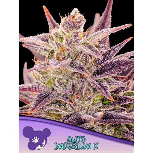 ANESIA SEEDS - Imperium x - auto 