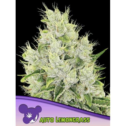 ANESIA SEEDS - Lemongrass - auto 
