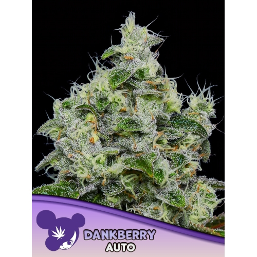 ANESIA SEEDS - Dankberry - auto 