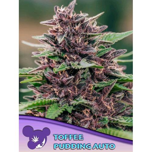 ANESIA SEEDS - Tofee Pudding - auto 