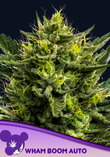 ANESIA SEEDS - Wham Boom - auto 