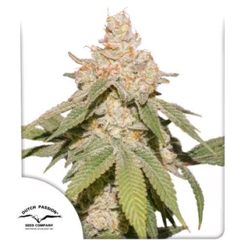 DUTCH PASSION - SFV OG - (auto)