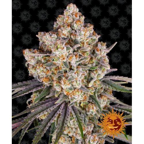 BARNEY'S FARM - Ice cream cake - fem 