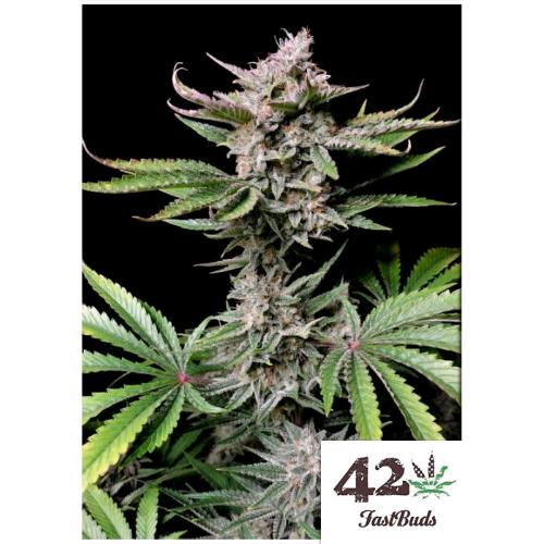 FAST BUDS - Cherry Cola - auto 