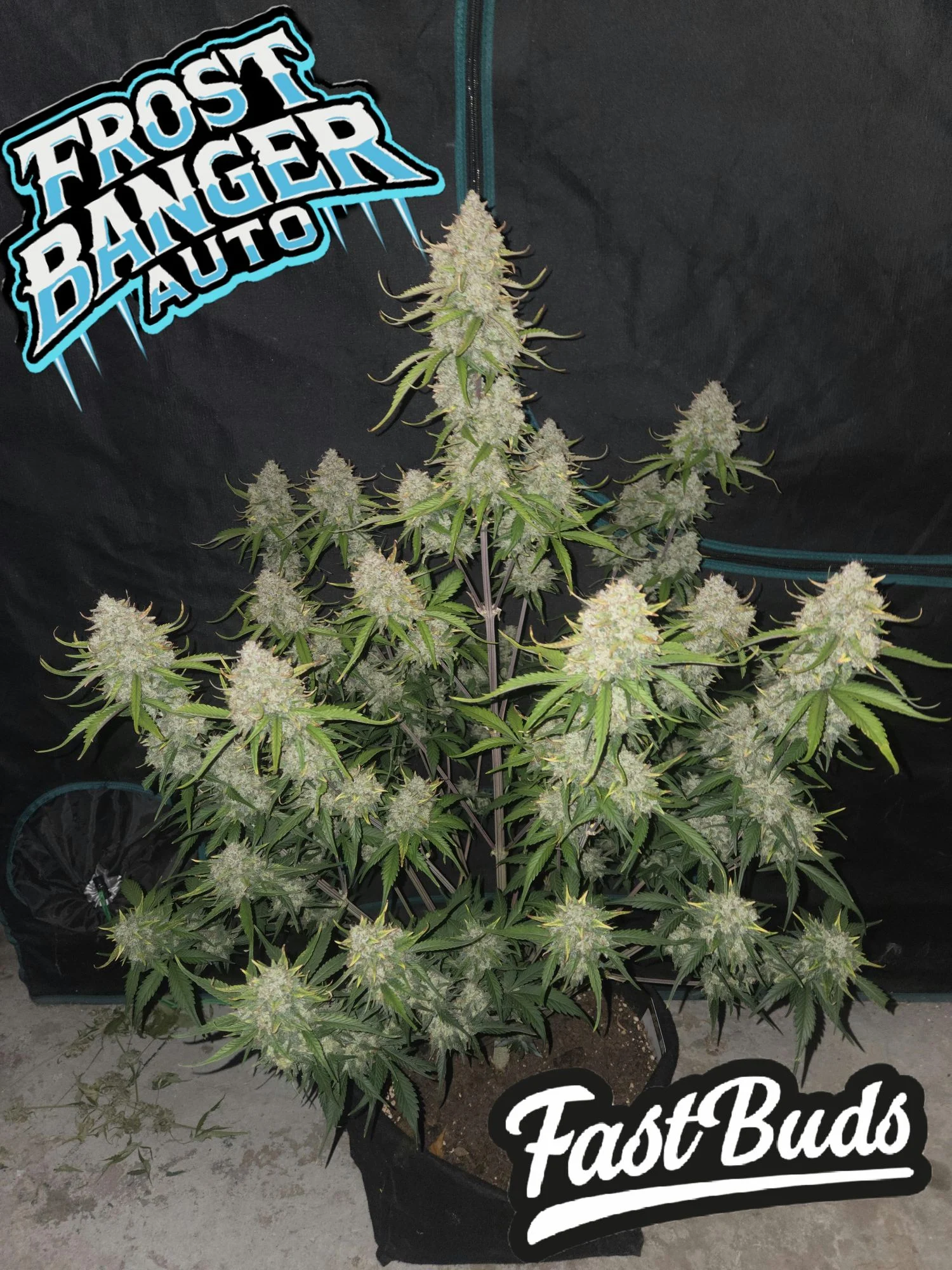 FAST BUDS - Frostbanger F4 - auto 