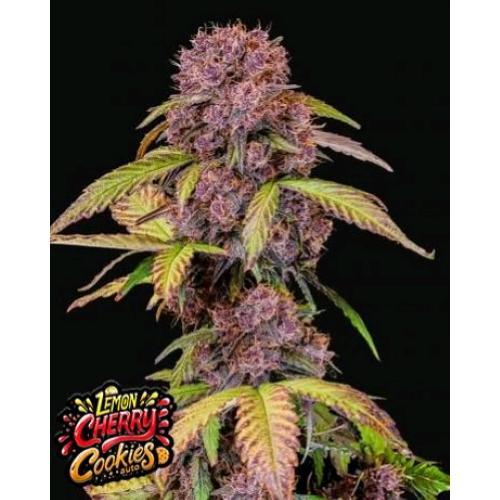 FAST BUDS - Lemon Cherry Cookies - auto 