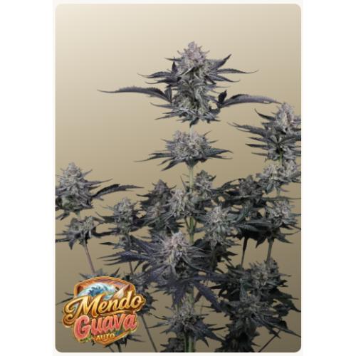 FAST BUDS - Mendo Guava - auto 