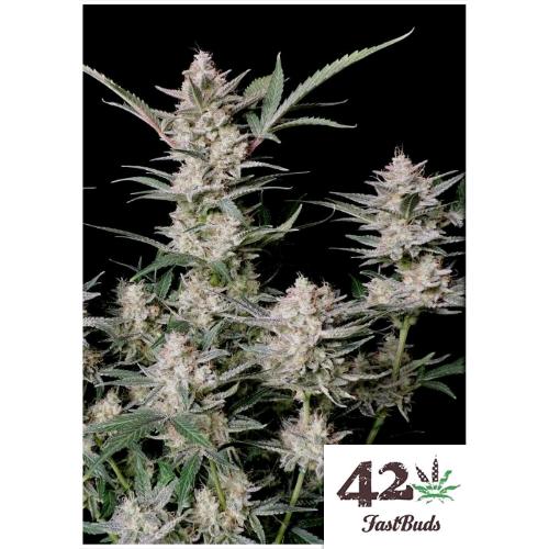 FAST BUDS - Strawberry Gorilla RF3 - auto 