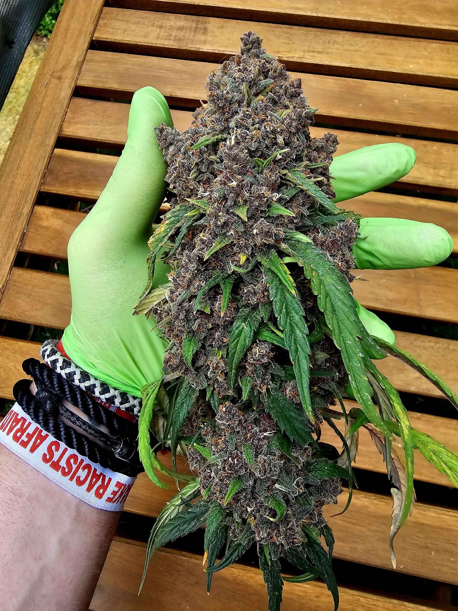 FAST BUDS - Frostbanger F4 - auto