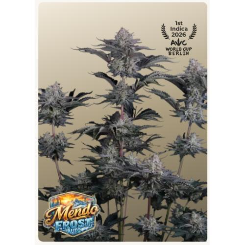 FAST BUDS - Mendo frost - auto 