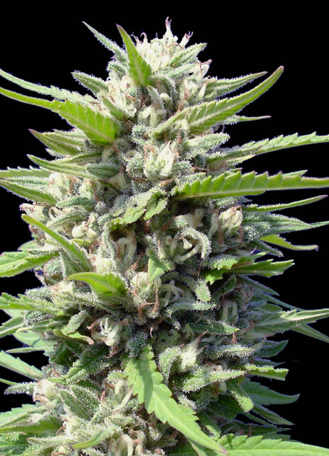 GENEHTIK - Northern lights - autofiorente 