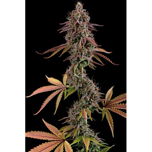 SEED STOCKERS-Granny's Home (FEM)