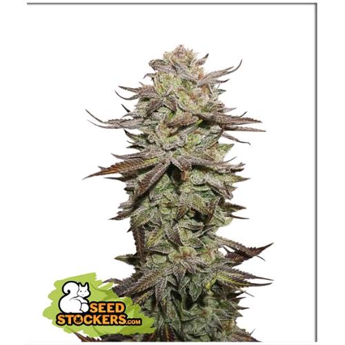 SEED STOCKERS-Sticky Fingers (AUTO)