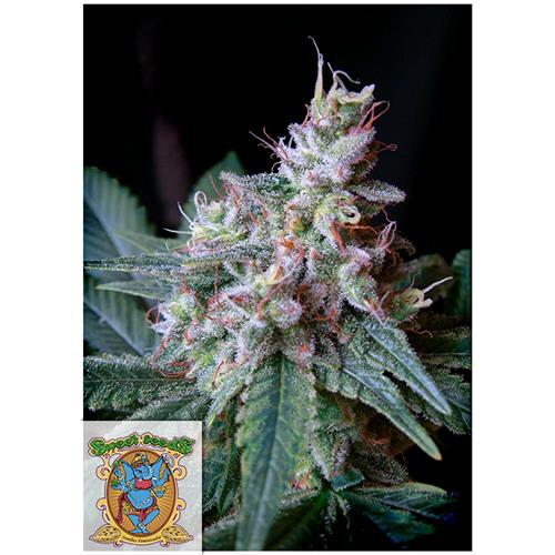 SWEET SEEDS - Cream Caramel - fem 
