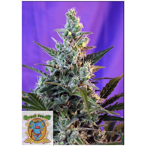 SWEET SEEDS - Sweet skunk - auto 