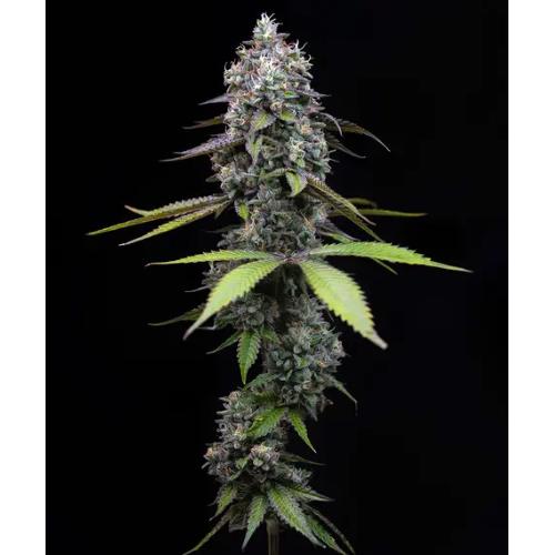 BARNEY'S FARM - Zoap - fem 